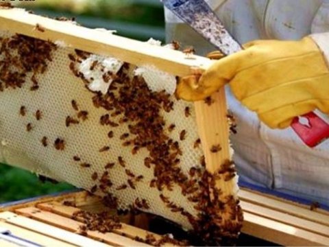 Arı ailələri azalır, bal istehsalı artır
