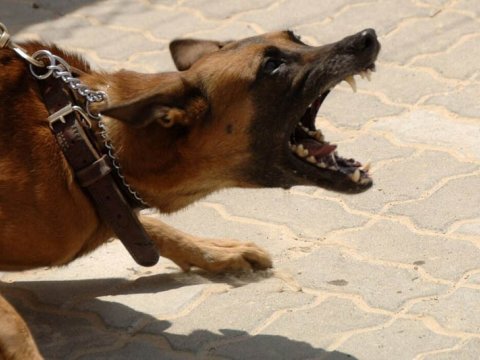 63 yaşlı qadını İT DİŞLƏDİ