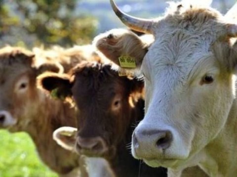 Azərbaycanda heyvanların sayı azalır - Hökumət səbəbləri AÇIQLADI