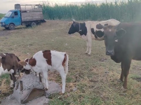 İsmayıllıda mal-qarada quduzluq yayıldı -&nbsp;VİDEO