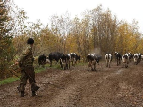 Mal-qara otaran 23 yaşlı gəncin meyiti tapıldı&nbsp;