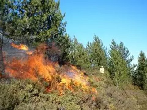 Qaxda 100 hektar ərazi yandı