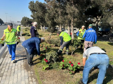 Bakıda ağacəkmə aksiyası və iməcilik keçirilib - FOTO