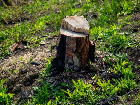 Ağac kəsənlərə cinayət işi açıldı