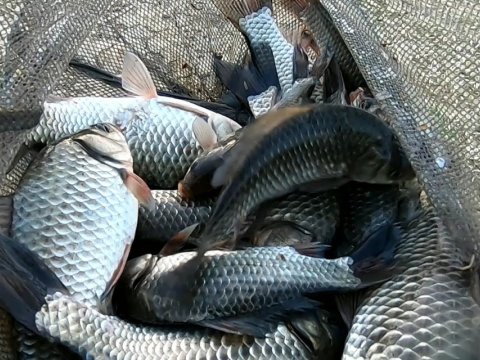 Azərbaycanda balıq ovu artıb