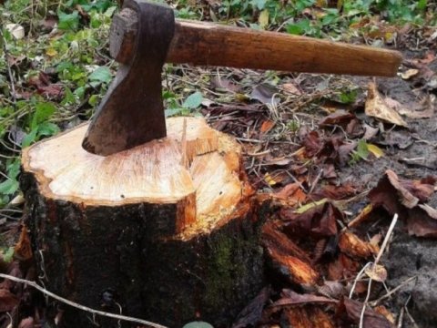 Bəzi ərazilərdə yaşıllıqlar kəsilib - Təbiətə 172 860 manat ziyan dəyib