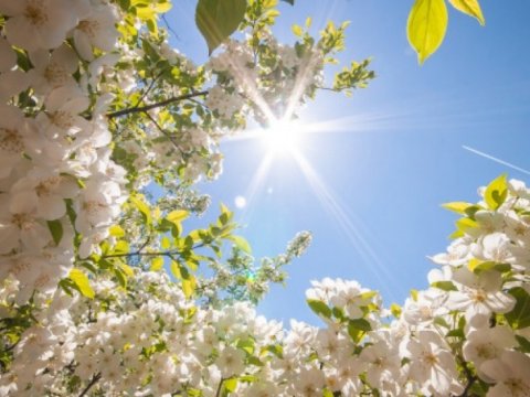 Azərbaycana yaz GƏLDİ