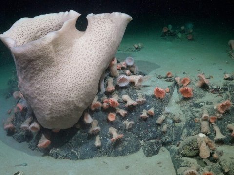 Antarktidada aysberqin altında inkişaf edən EKOSİSTEM
