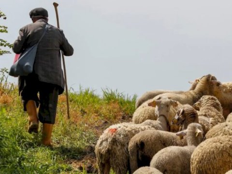 Çobanın meyiti tapıldı