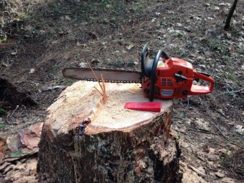 Ağacları kəsən şirkət təbiətə bu qədər ziyan vurub