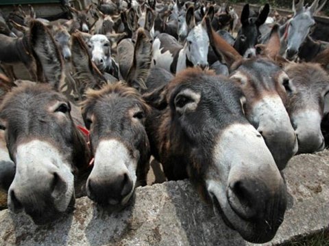 Azərbaycanda daha 2 min eşşək "yoxa çıxdı"&nbsp;- Rayonlar üzrə RƏQƏMLƏR