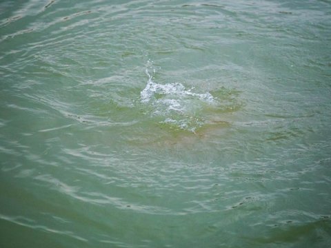 17 yaşlı qızın cəsədi kanaldan tapıldı