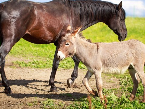 Atlar və eşşəklər niyə azalır? - Komitə sədrindən CAVAB