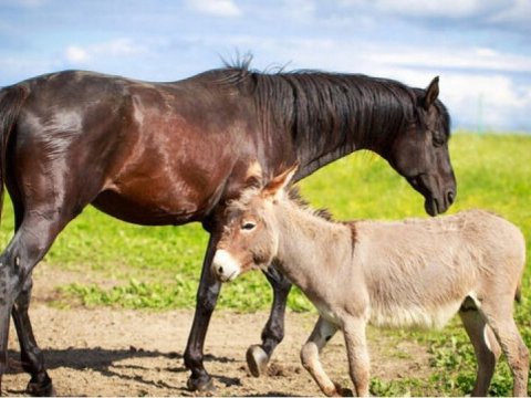 Azərbaycanda eşşəklərlə bərabər atlar da AZALIR - RƏQƏMLƏR