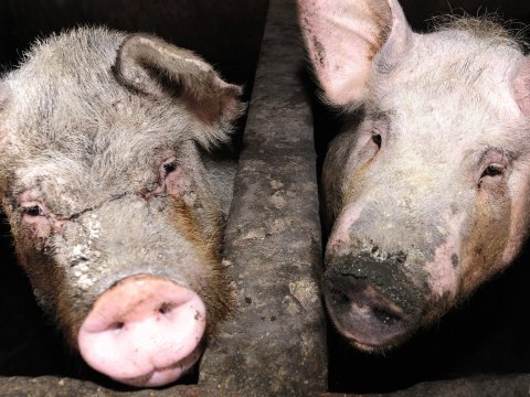 Azərbaycanda ən çox donuz olan RAYONLAR