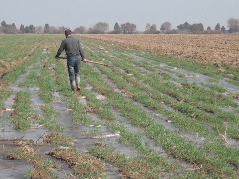 Ağdamda əkin sahələri fasiləsiz olaraq suvarılır