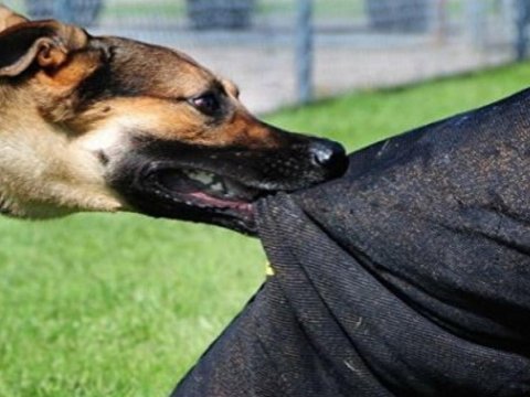 Gəncədə 1200 nəfəri it dişləyib - Deputatdan&nbsp;HƏYƏCAN TƏBİLİ