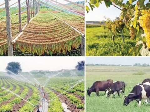 Azərbaycanda kənd təsərrüfatının siyahıyaalınması aparılacaq