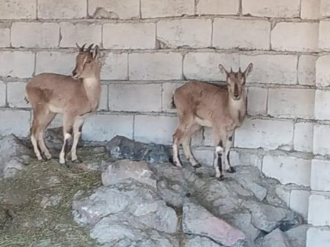 Ovçunun fermasında dağ keçiləri aşkarlandı&nbsp;