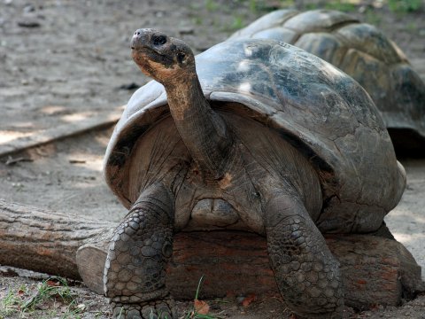 100 yaşında valideyn oldu - FOTO