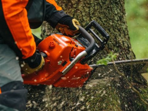 Bu şəhər və rayonlarda yaşıllıqlar qanunsuz kəsilib