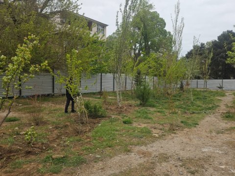 Sumqayıtda çıxarılan ağacların yerində yeniləri əkildi&nbsp;- FOTOLAR