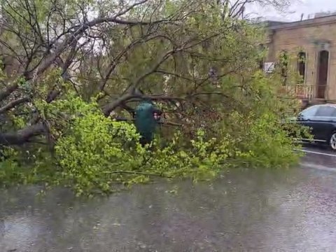 Küləyin aşırdığı ağac ərazidən götürülür - VİDEO