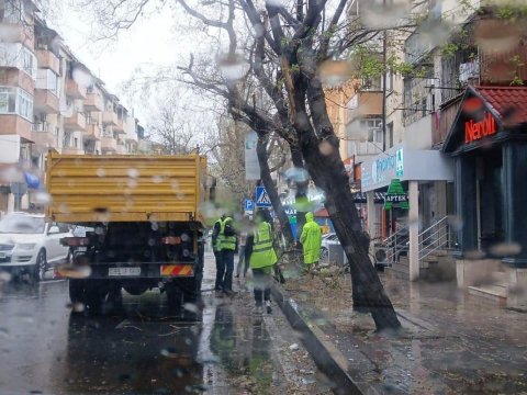Güclü külək Bakıda 55 ağacı sındırdı&nbsp;-&nbsp;FOTO