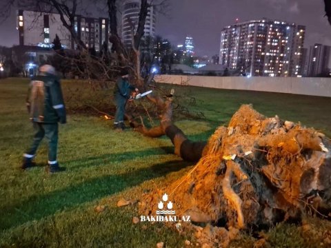 Güclü külək Bakıda&nbsp;368 ağacı sındırdı, 55-i zədələdi