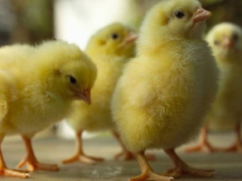 Fermada 200 cücə yandı