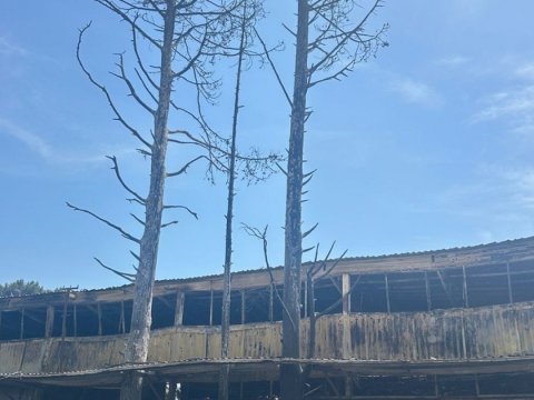 Binəqədidəki yanğında 5 ağaca ziyan dəyib