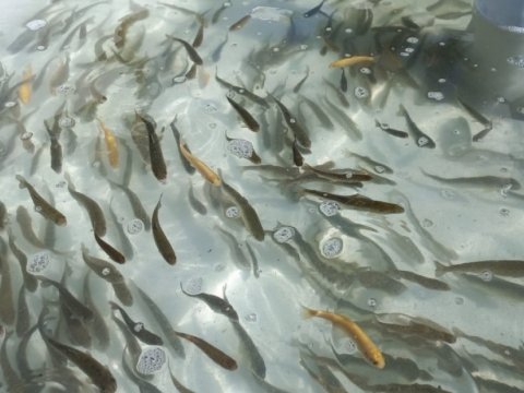 Balıqçılıqla bağlı Tədbirlər Planı hazırlandı