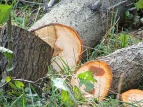 Ağac kəsənlərin işi prokurorluğa göndərildi