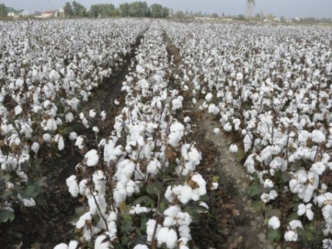 Pambıq sahələrinin sığortalanmasına başlanıb - 7-10 manata