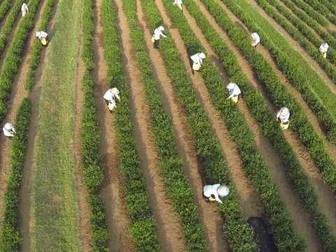 Aqrar sektorun iqtisadiyyatda payı cəmi 3 faizdir