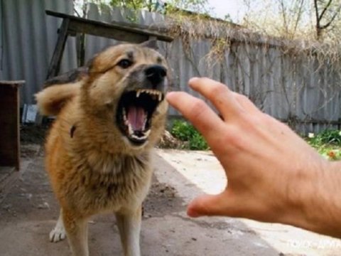 Qubada sahibsiz it məktəbliyə və 2 qadına hücum etdi