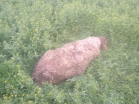 Canavarlar qoyun sürüsünə hücüm etdilər - FOTO