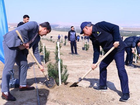 Müşfiqabadda ağacəkmə aksiyası - FOTO