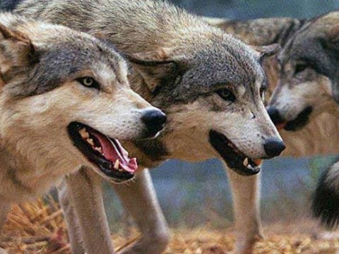 Canavarlar kəndə hücum etdilər -&nbsp;40 heyvanı parçaladılar