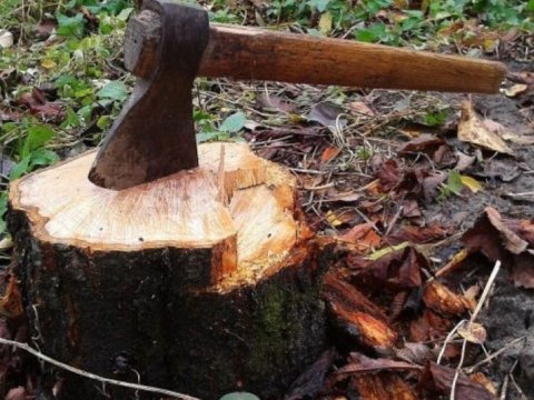 Ağacları kəsən tikinti şirkəti CƏZALANDIRILDI