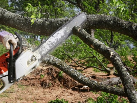 Bakıda təbiətə 30 min manatlıq ziyan vuruldu