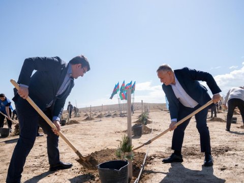 Müşfiqabadda ağacəkmə aksiyası&nbsp;- FOTOLAR