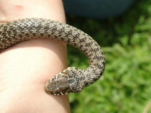 37 yaşlı qadını ilan sancdı