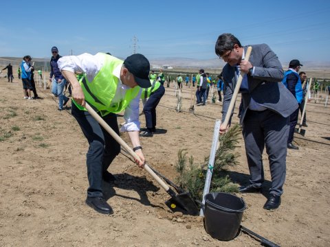 Məmurlar ağacəkmə aksiyasında -&nbsp;FOTOLAR