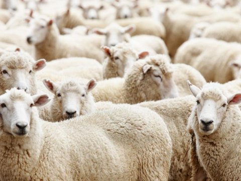 Qurban bayramı ilə bağlı fətva veriləcək