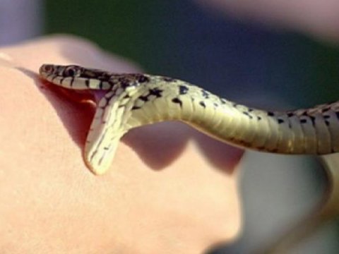 Qaxda 20 yaşlı gənci ilan sancdı - Vəziyyəti ağırdır