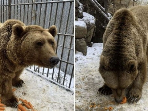 Həmin ayılar Azərbaycandan aparılıb? - AÇIQLAMA