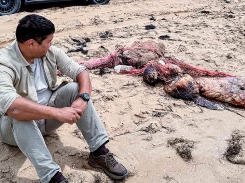 Xəzərin sahillərində 110-dan çox ölü suiti tapıldı