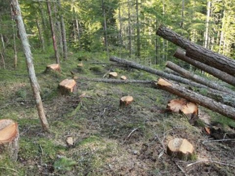 Təbiətə 117 min manat ziyan vuran şirkətlər CƏZALANDIRILDI