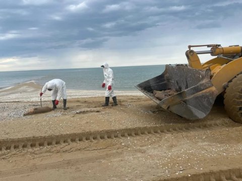 Xəzərin sahilində 279 ölü suiti AŞKARLANDI